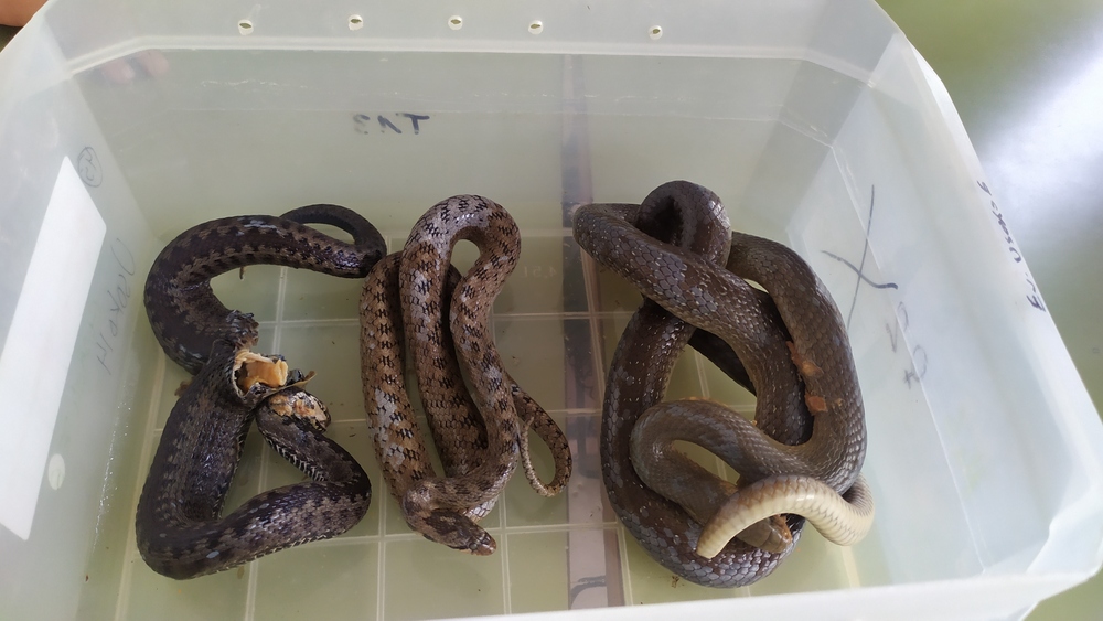 TALLER DE SERPIENTES